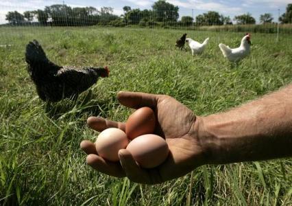 organic eggs on farm