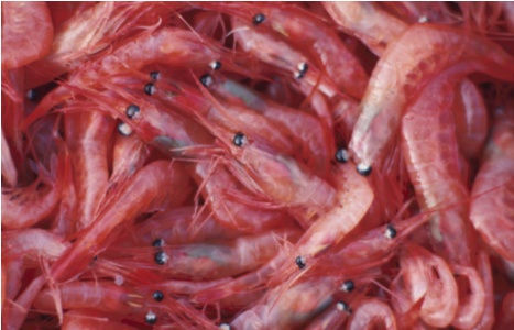 4_3krill